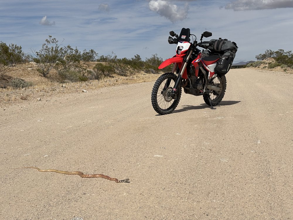Coachwhip snake in Mojave Desert with CRF300L