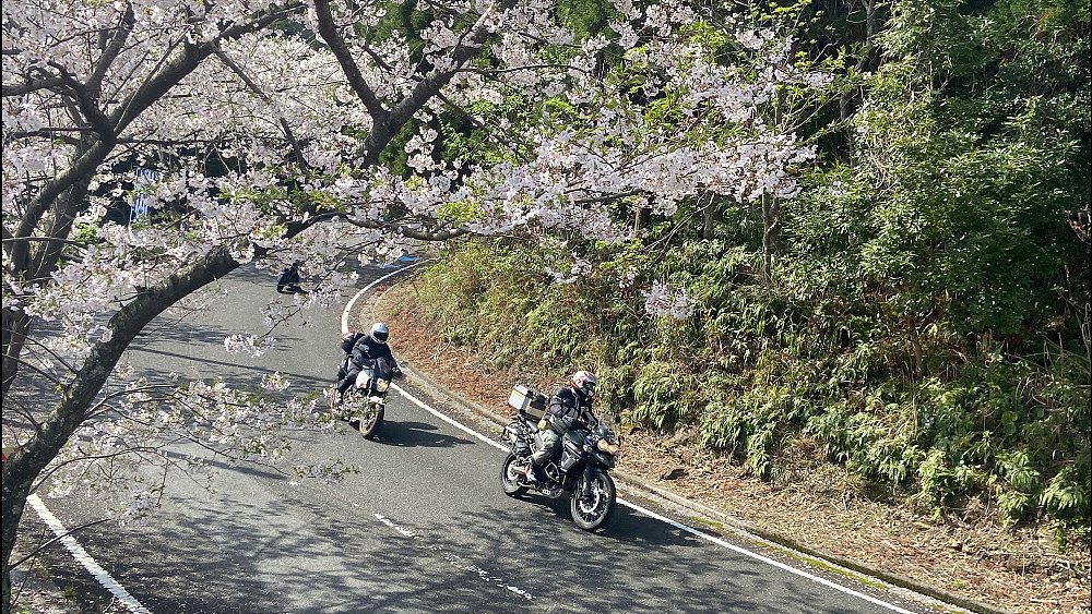 Two riders speed through a corner with cherry blossoms blooming in the foreground.