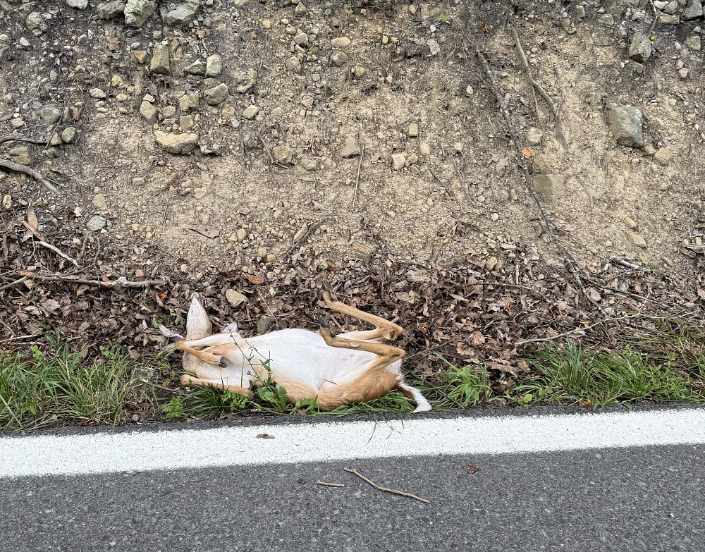 dead deer lying in a roadside ditch after the impact