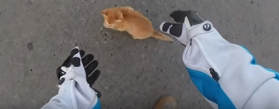 Motorcyclist saves kitten, we are powerless to resist