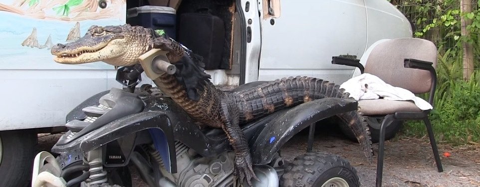 Video: Florida woman fights to keep motorcycle-riding pet alligator