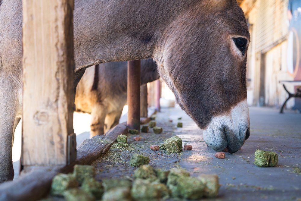 burros of Oatman