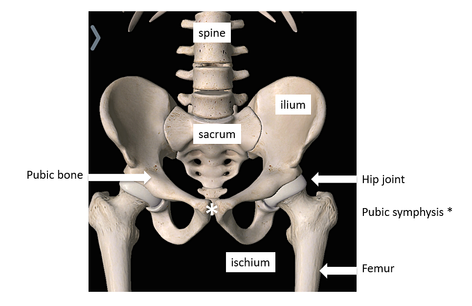 pelvis diagram