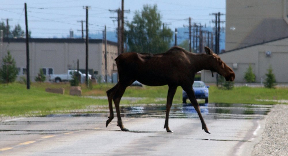 moose on the road