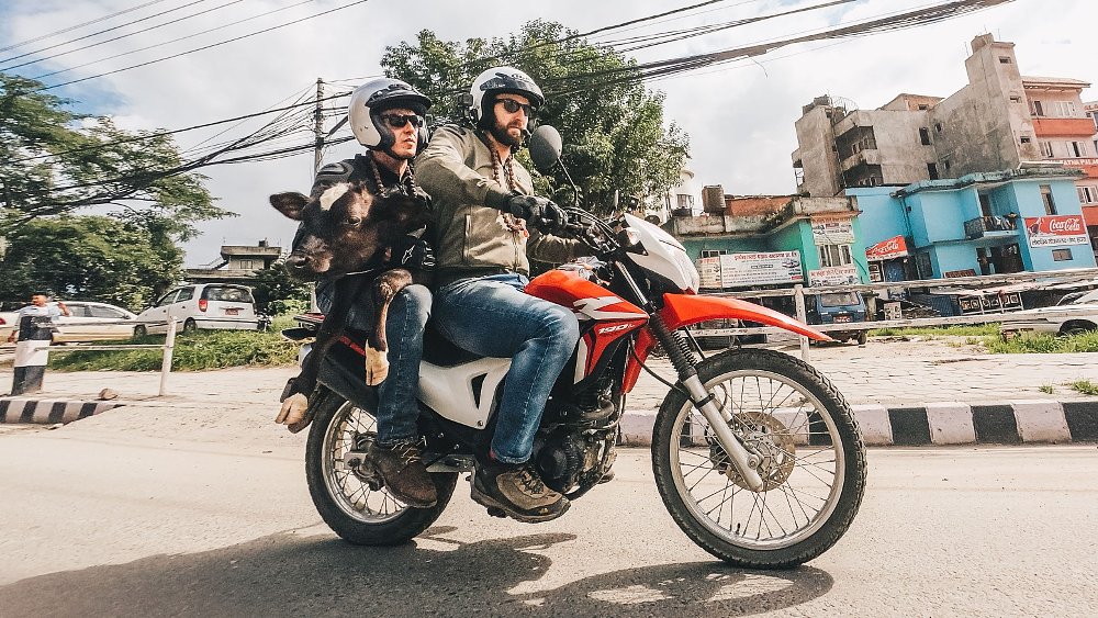 Cows on bikes: Helping Nepal's "Bovine Biker" do holy work