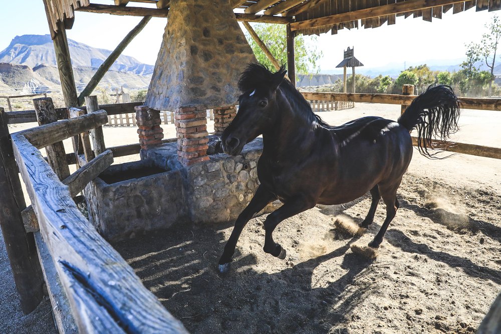 horse on the movie set