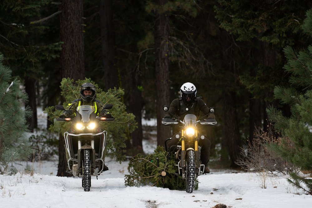 Two motorcycles carrying Christmas trees.