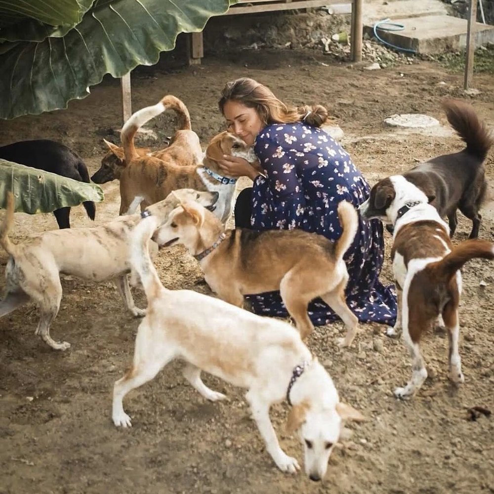 Bali Paws dog rescue refuge