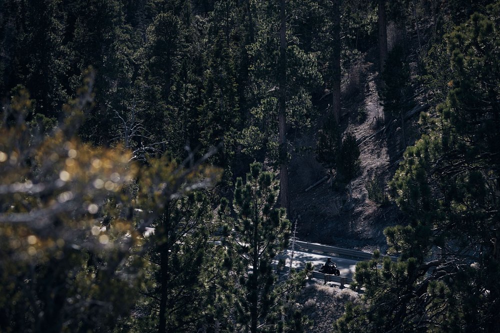 A motorcycle rider in the distance is scene through a thick pine tree forest