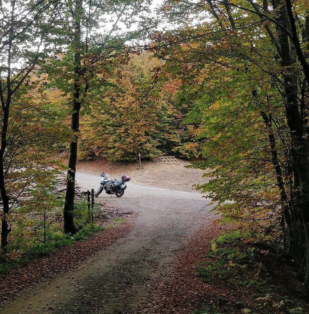 Multistrada parked on a dirt lane in the woods