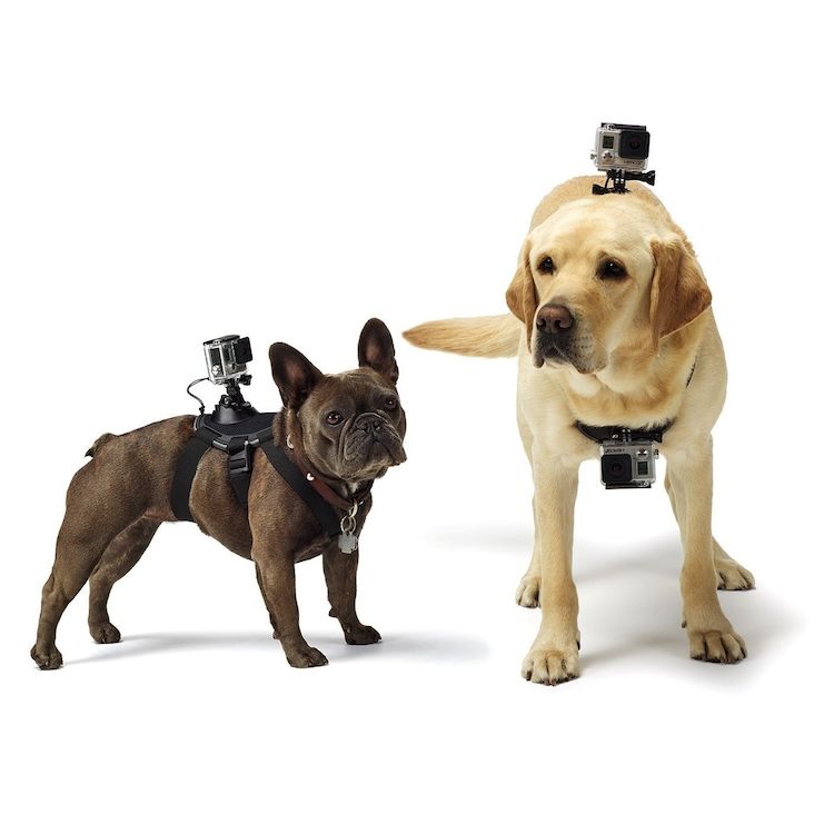 GoPro Fetch Dog Mount